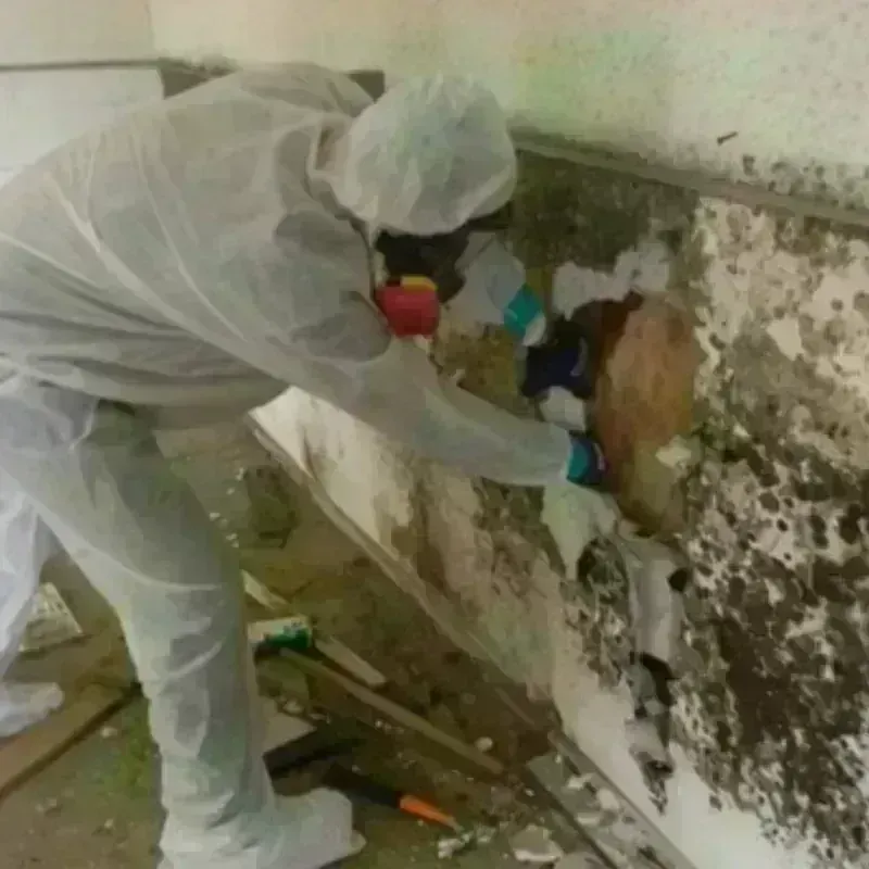 Mold Remediation and Removal in Palisades Park, NJ